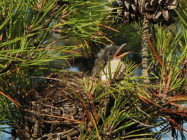 Eastern Kingbirds